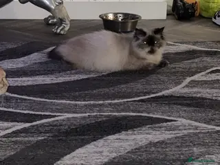 Mixed Breed cats *** BOTH RESERVED *** Himalayan x Mainecoon - Advert 5