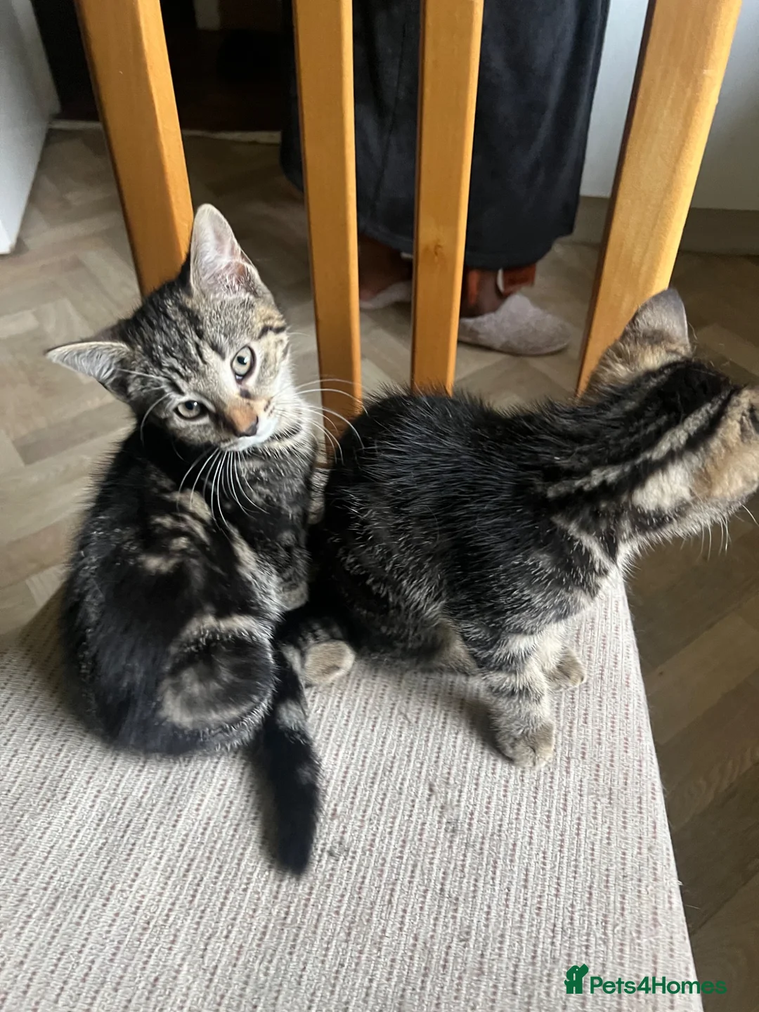 Mixed Breed cats for sale:  kittens mom two daughters  in Birmingham - Advert 7