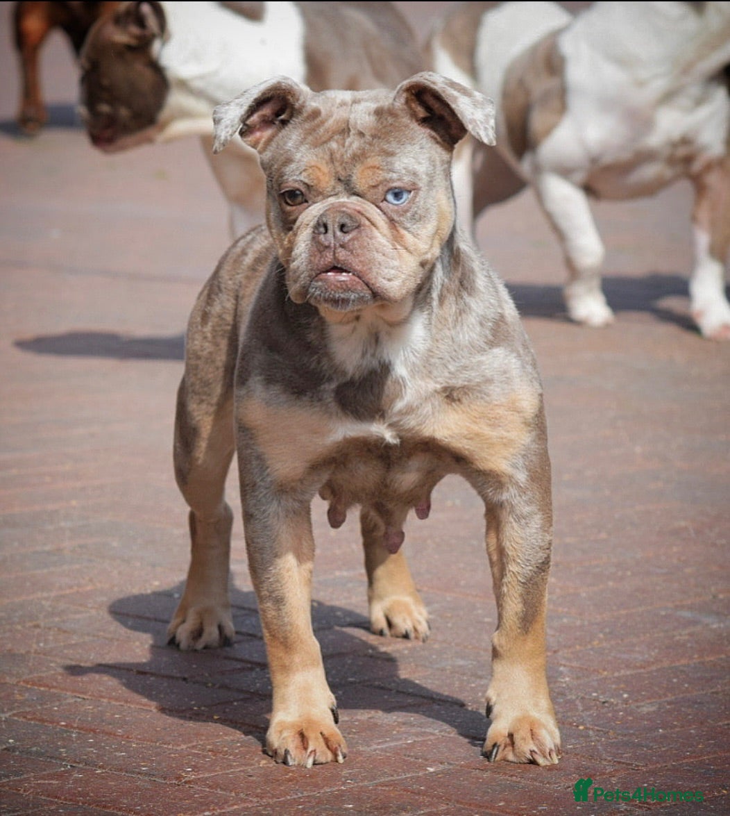 Olde English Bulldogge dogs Adult female  - Advert 8