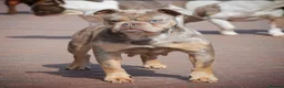 Olde English Bulldogge dogs for sale: Adult female  - Advert 1