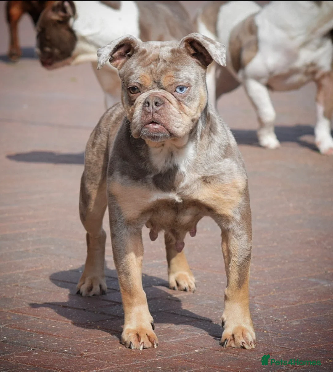 Olde English Bulldogge dogs for sale: Adult female  - Advert 1