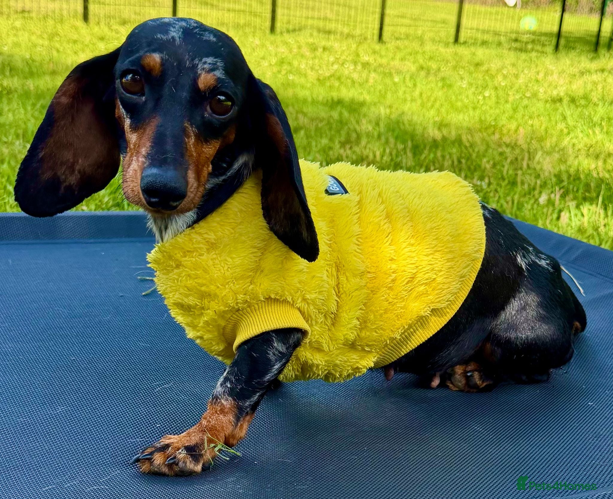 Miniature Dachshund dogs 🐾 LARA – Female Miniature Dachshund 🐾 - Advert 1
