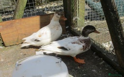 Ducks poultry for sale: A Pair of Chocolate Silver Call Ducks - Image 4