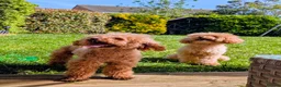 Toy Poodle dogs for sale: Beautiful Toy Poodle Puppies – Red & Apricot ❤️ - Advert 25