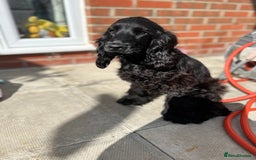 Cocker Spaniel dogs for sale: Show Cocker Spaniel Female 5 months old - Image 1
