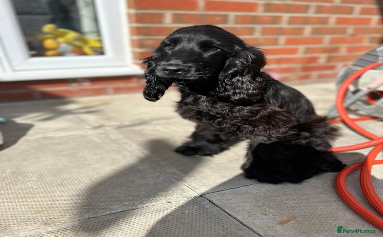 Cocker Spaniel dogs - Advert 4