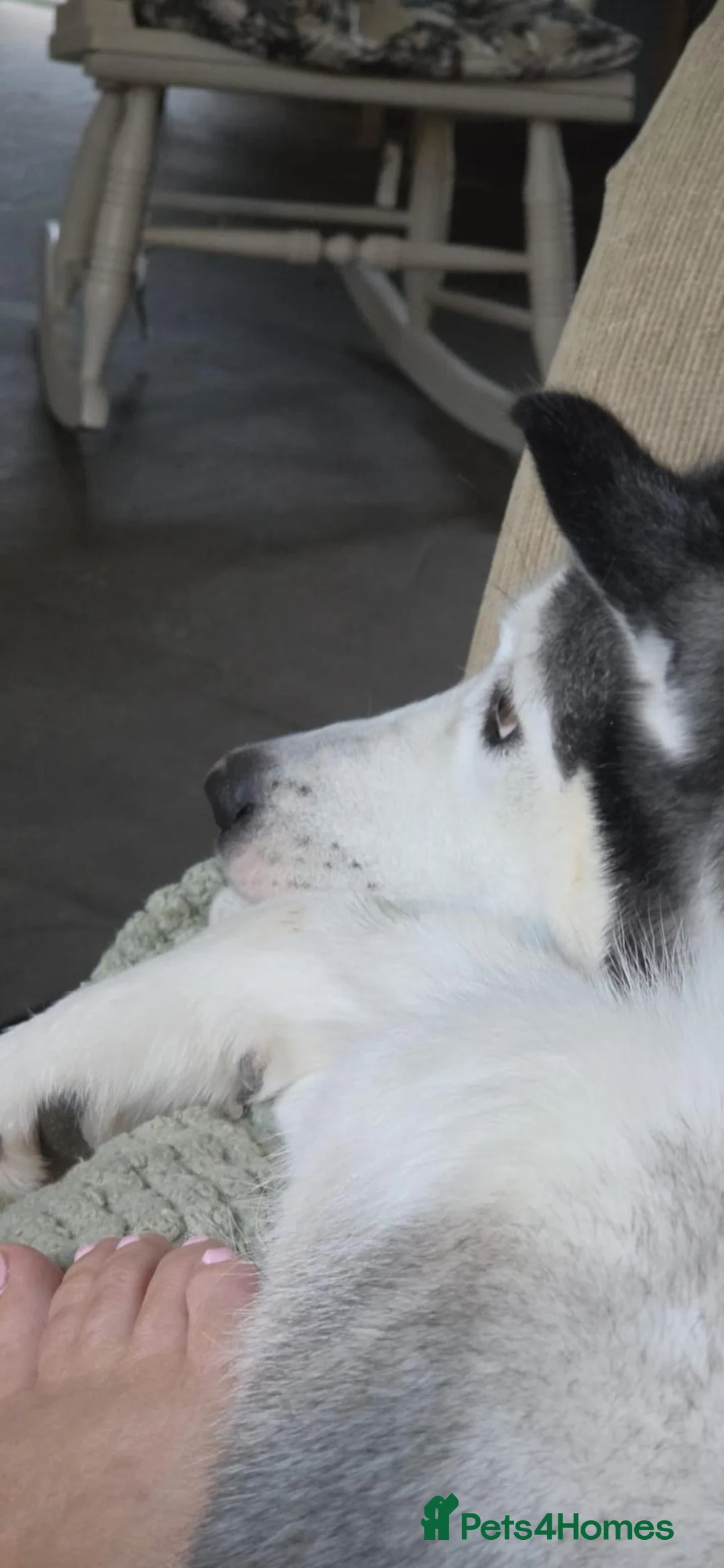 Siberian Husky dogs for sale: Luna (AKA Mrs Moon) - Advert 2