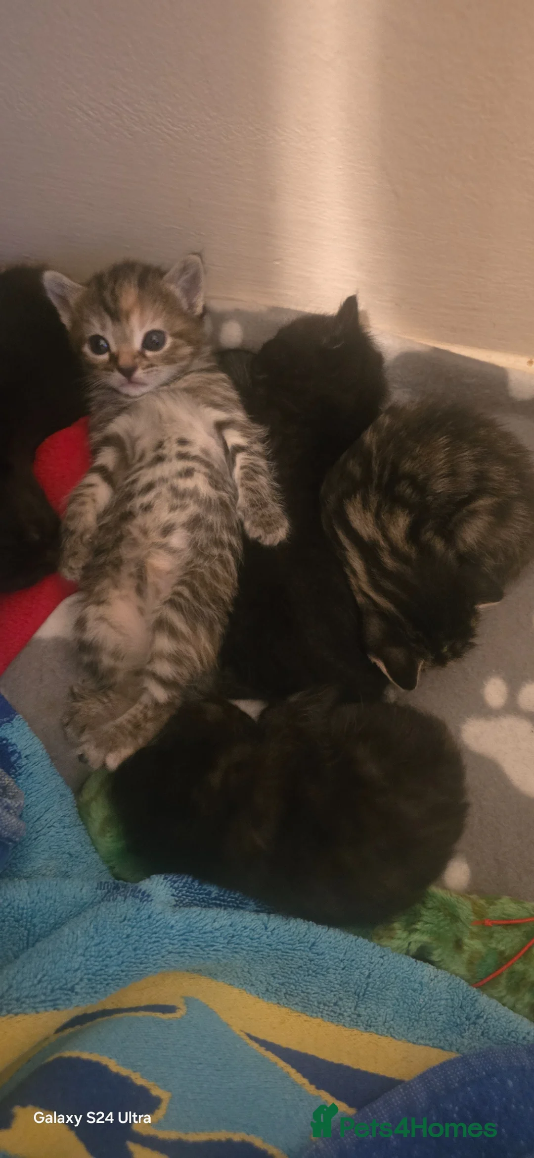 Mixed Breed cats for sale: Adorable kittens  in London - Advert 2