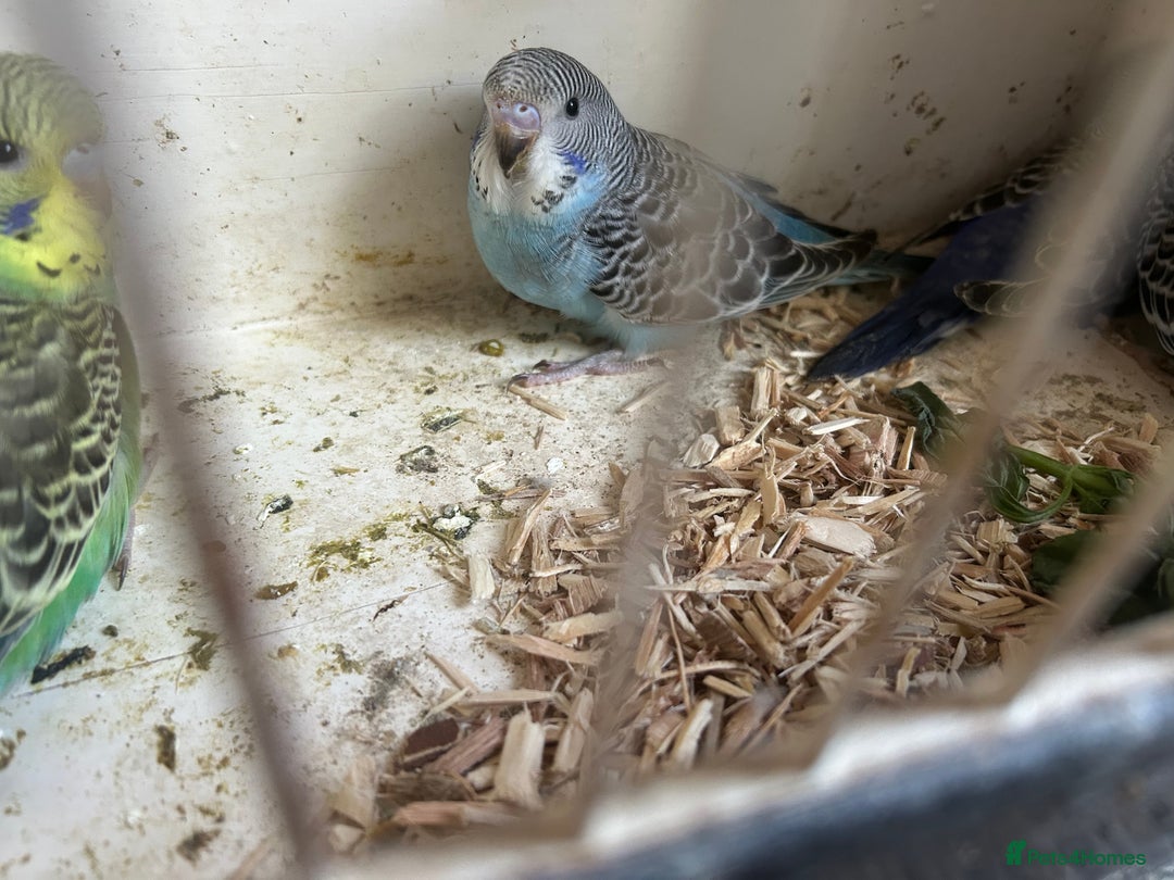 Budgerigars birds for sale: BUDGIES FOR SALE, all in good health - Image 17