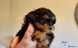 Maltipoo dogs for sale: Exquisitely Adorable Toy Maltipoo Puppies  - Image 19