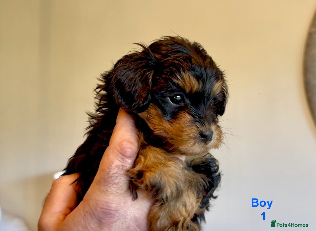 Maltipoo dogs for sale: Exquisitely Adorable Toy Maltipoo Puppies  - Image 19