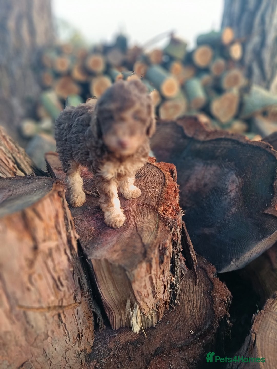 Labradoodle dogs for sale: Mini Labradoodles🐾🌟ready 3/1/26 full vaccine🌟🐾 - Advert 13