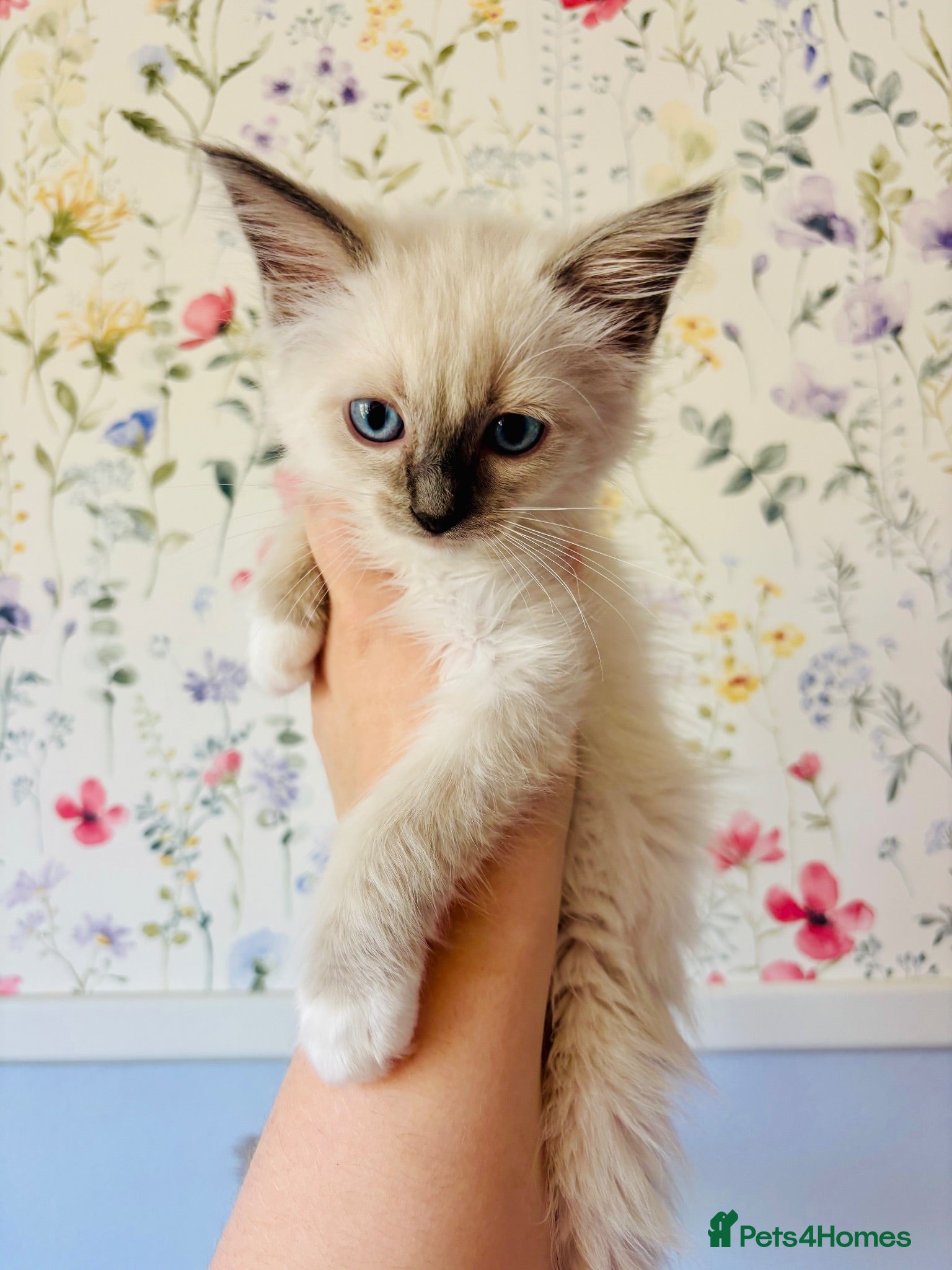 Ragdoll cats Last two GCCF registered ragdolls ready now  - Advert 1