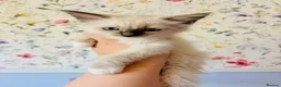 Ragdoll cats for sale: Last two GCCF registered ragdolls ready now  - Advert 1