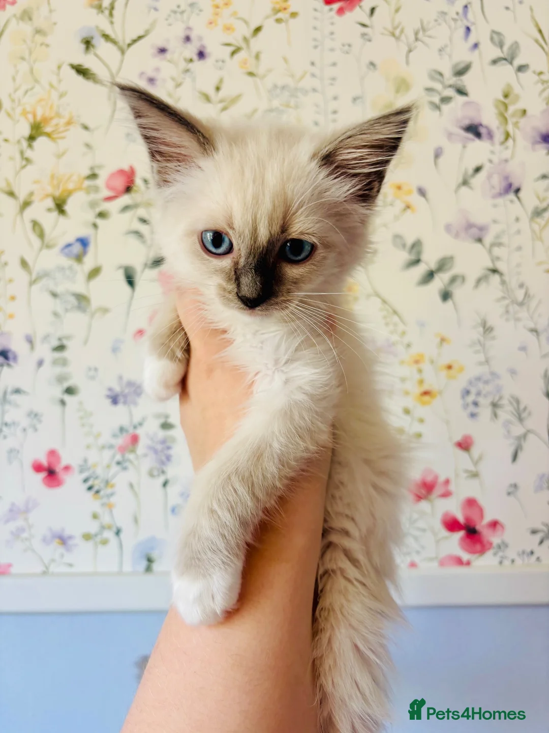 Ragdoll cats for sale: Last two GCCF registered ragdolls ready now  - Advert 1