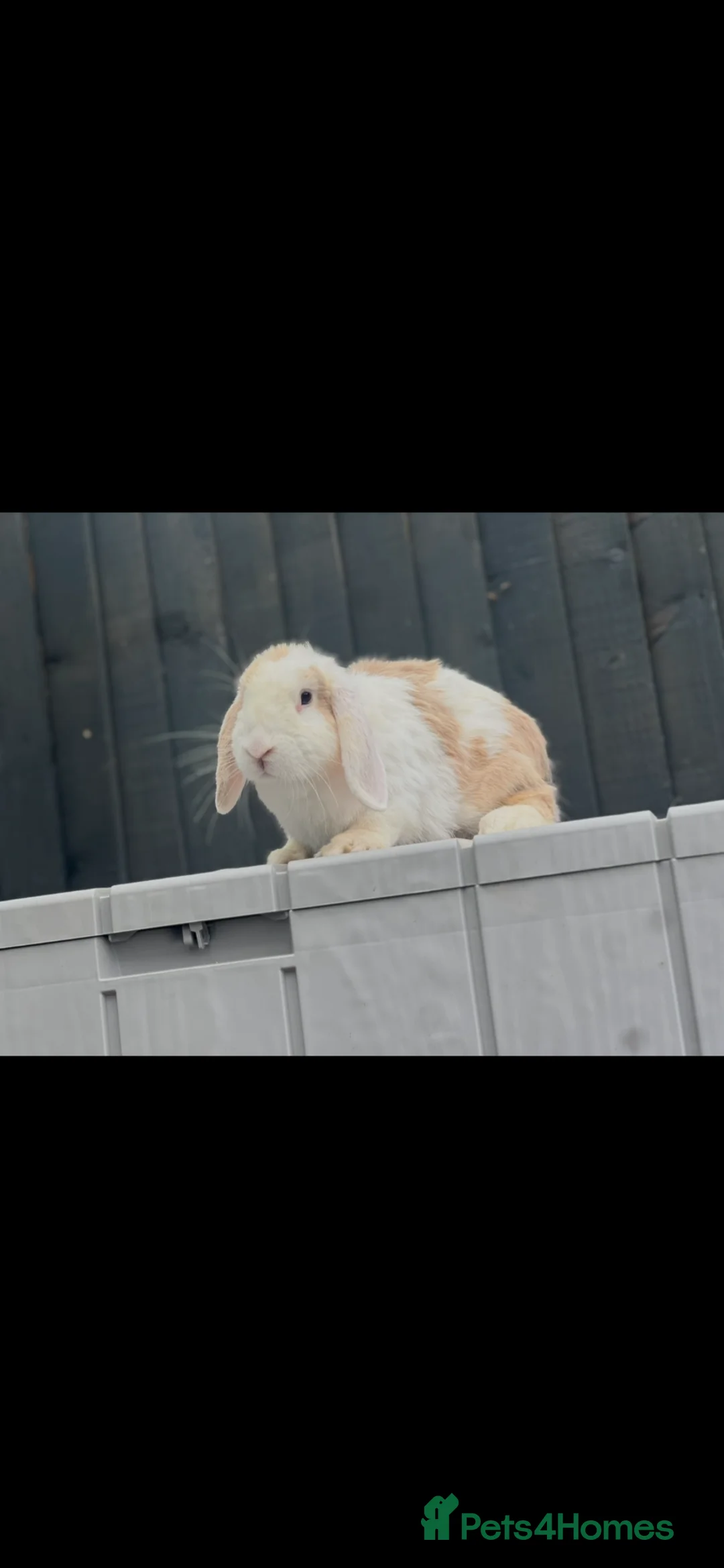 Mini Lop rabbits for sale: Beautiful Mini Lop for Sale - Advert 1