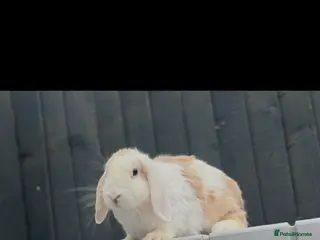 Mini Lop rabbits Beautiful Mini Lop for Sale - Advert 1