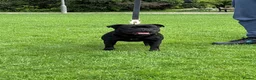 Staffordshire Bull Terrier dogs for sale: Champion Staffordshire bullterrier puppies - Advert 3