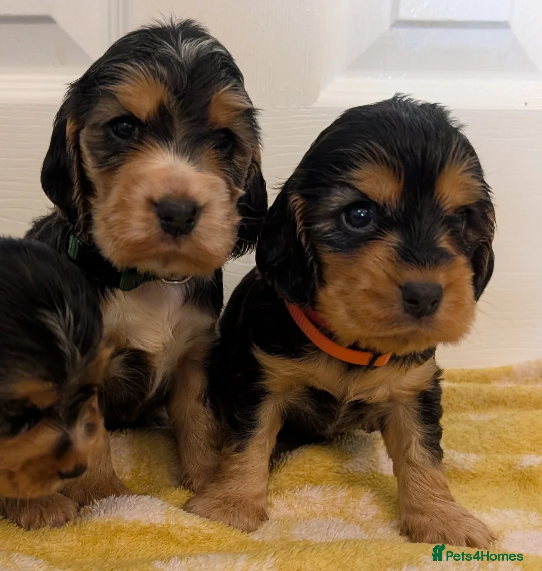 Cocker Spaniel dogs for sale: Kc Health Tested Show Type Cocker Spaniel Puppies - Advert 35