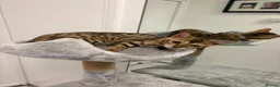 Bengal cats for sale: Bengal kittens  - Advert 18