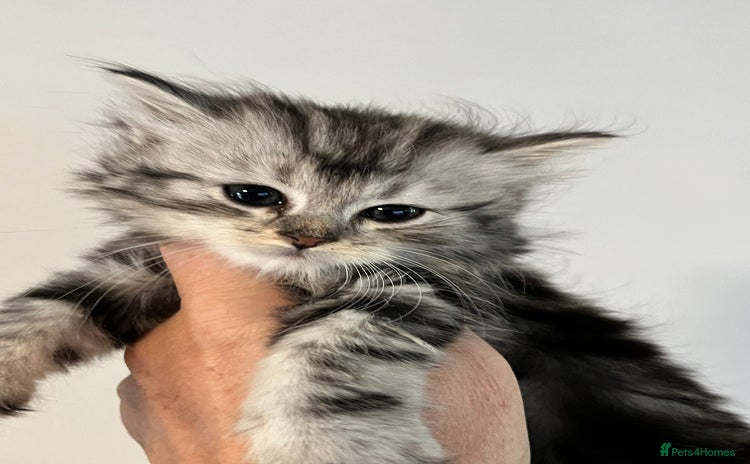 Maine Coon cats - Advert 2