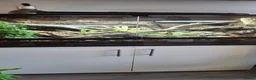 King Snake reptiles for sale: California king snake full set up in Prenton - Advert 3