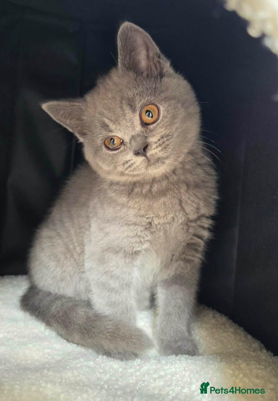 British Shorthair cats British Shorthaired kittens available  - Advert 2