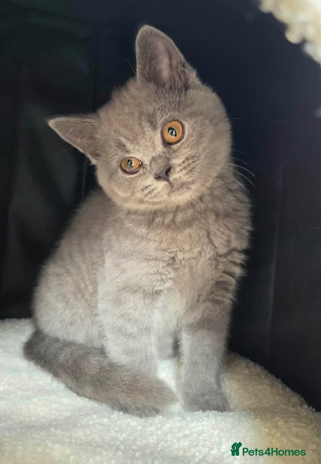 British Shorthair cats for sale: British Shorthaired kittens available  - Advert 2