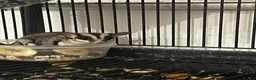 Sugar Glider rodents for sale: 2 baby sugar gliders with cage & toys  - Advert 5