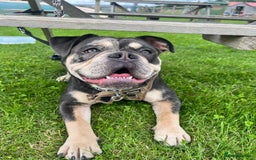 Dorset Olde Tyme Bulldogge dogs for sale: Olde English Bulldogge - Image 1