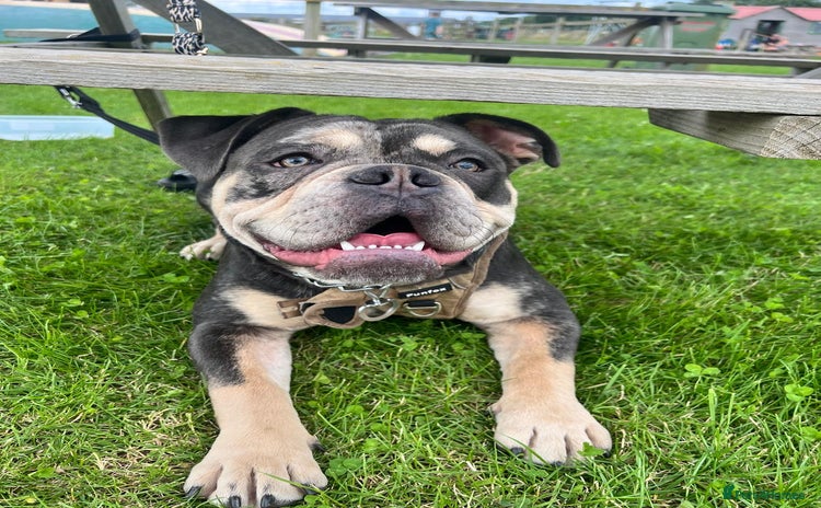 Dorset Olde Tyme Bulldogge dogs - Advert 1