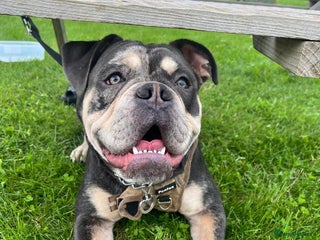 Dorset Olde Tyme Bulldogge dogs - Advert 13