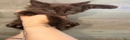 Maine Coon cats for sale: Tica Main Coon Kittens - Advert 19