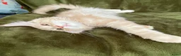Maine Coon cats for sale: Beautiful Main Coon Kittens Ready - Advert 28