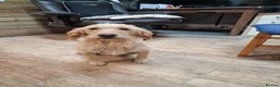 Labradoodle dogs for sale: Eris f1 labradoodle 4 years old  - Advert 4
