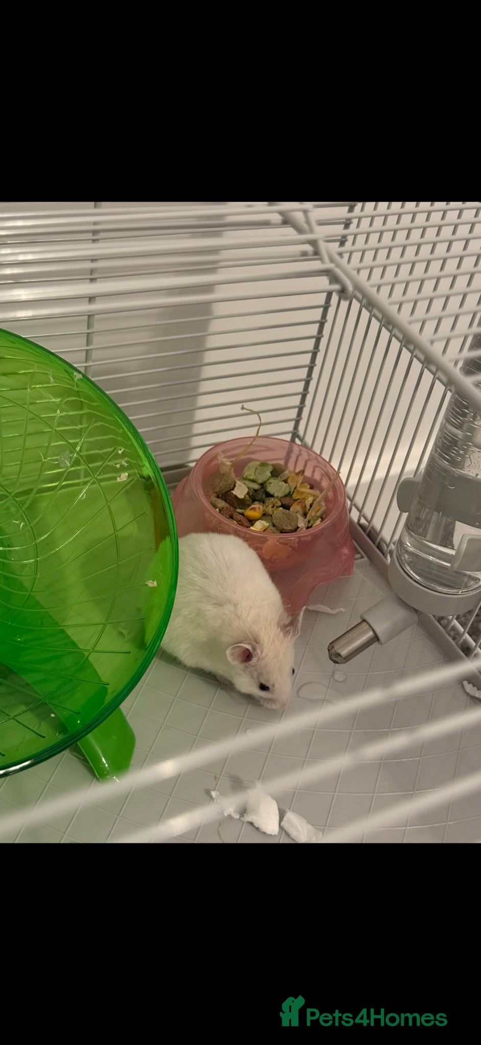 Hamster rodents Rehoming Syrian hamster  - Advert 11