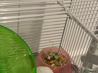 Hamster rodents Rehoming Syrian hamster - Advert 11