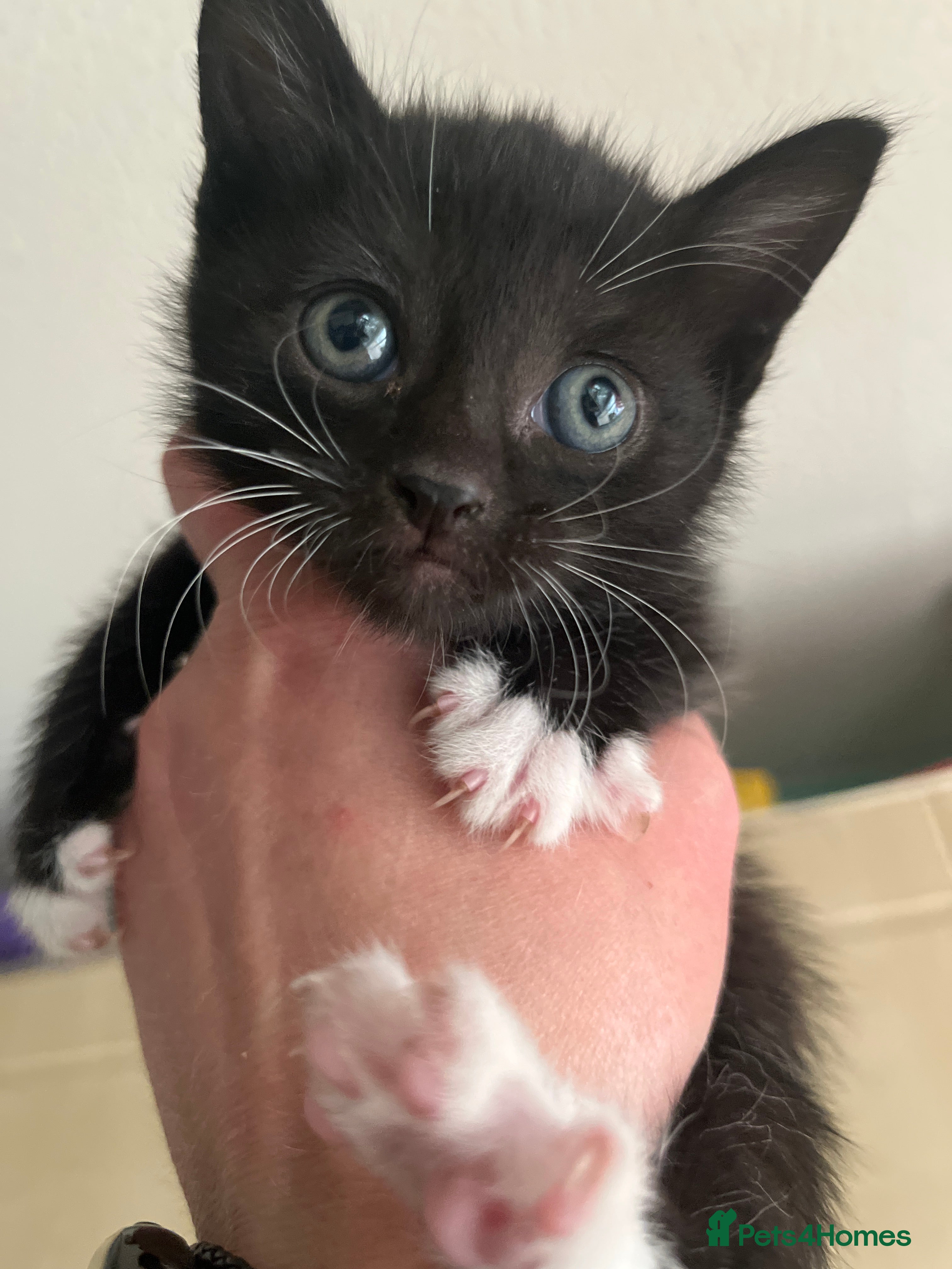 Mixed Breed cats for sale: Beautiful kittens in Southsea - Advert 2