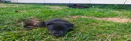 Lurcher dogs for sale: Lurcher Puppies. 5 boys and 1 girl left in Taunton - Advert 10