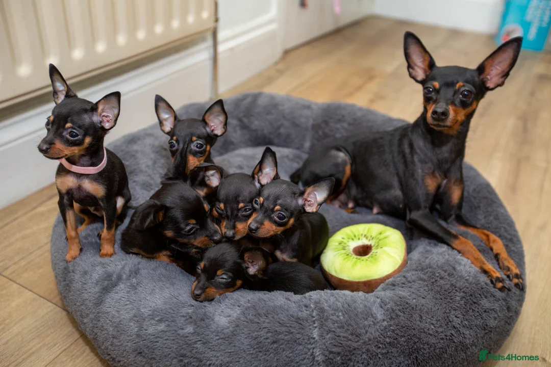Miniature Pinscher dogs for sale: Miniature pinchers in Chatham - Advert 1