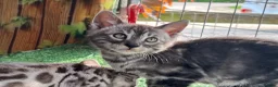 Bengal cats for sale: Stunning full marbled Bengal - Advert 21