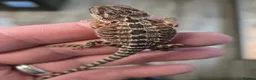 Bearded Dragon reptiles for sale: Red Monster blue bar and G stripe possible Chroma  - Advert 3