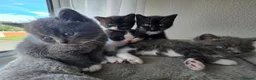 Mixed Breed cats for sale: 5 beutiful half ragdoll cross British shorthair - Advert 9