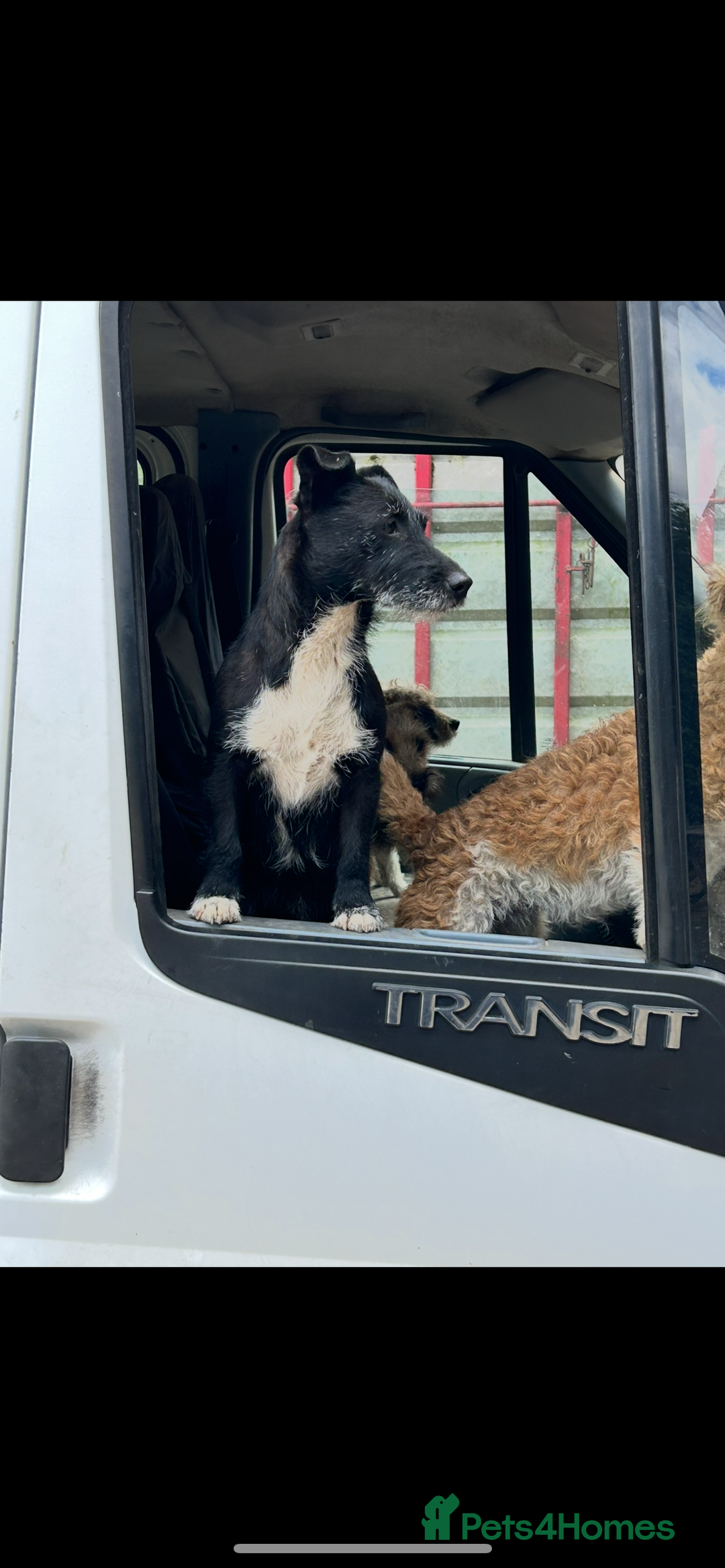 Mixed Breed dogs for sale: Patterdale x Boarder Lakeland Terrier puppies - Advert 17