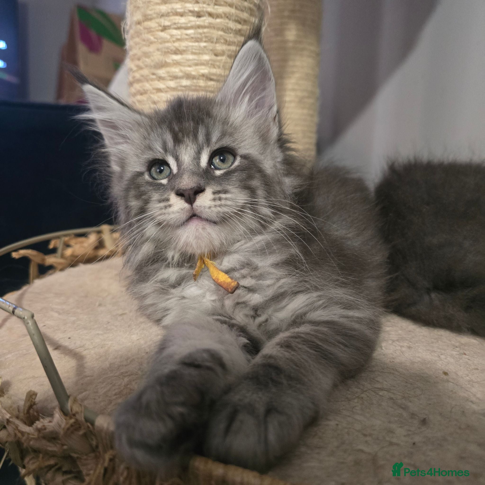 Maine Coon cats tica registered females mainecoon shaded line - Advert 13