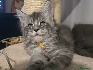 Maine Coon cats tica registered females mainecoon shaded line - Advert 13