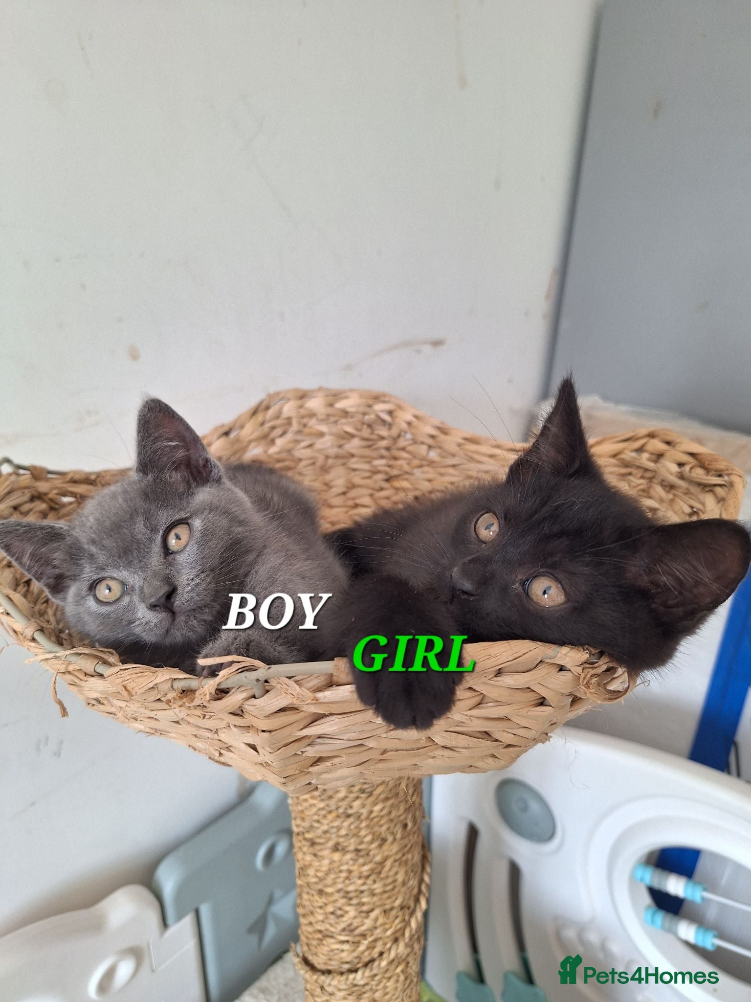 British Shorthair cats Chocolate-cinnamon,grey colour BSH kittens,London - Advert 1
