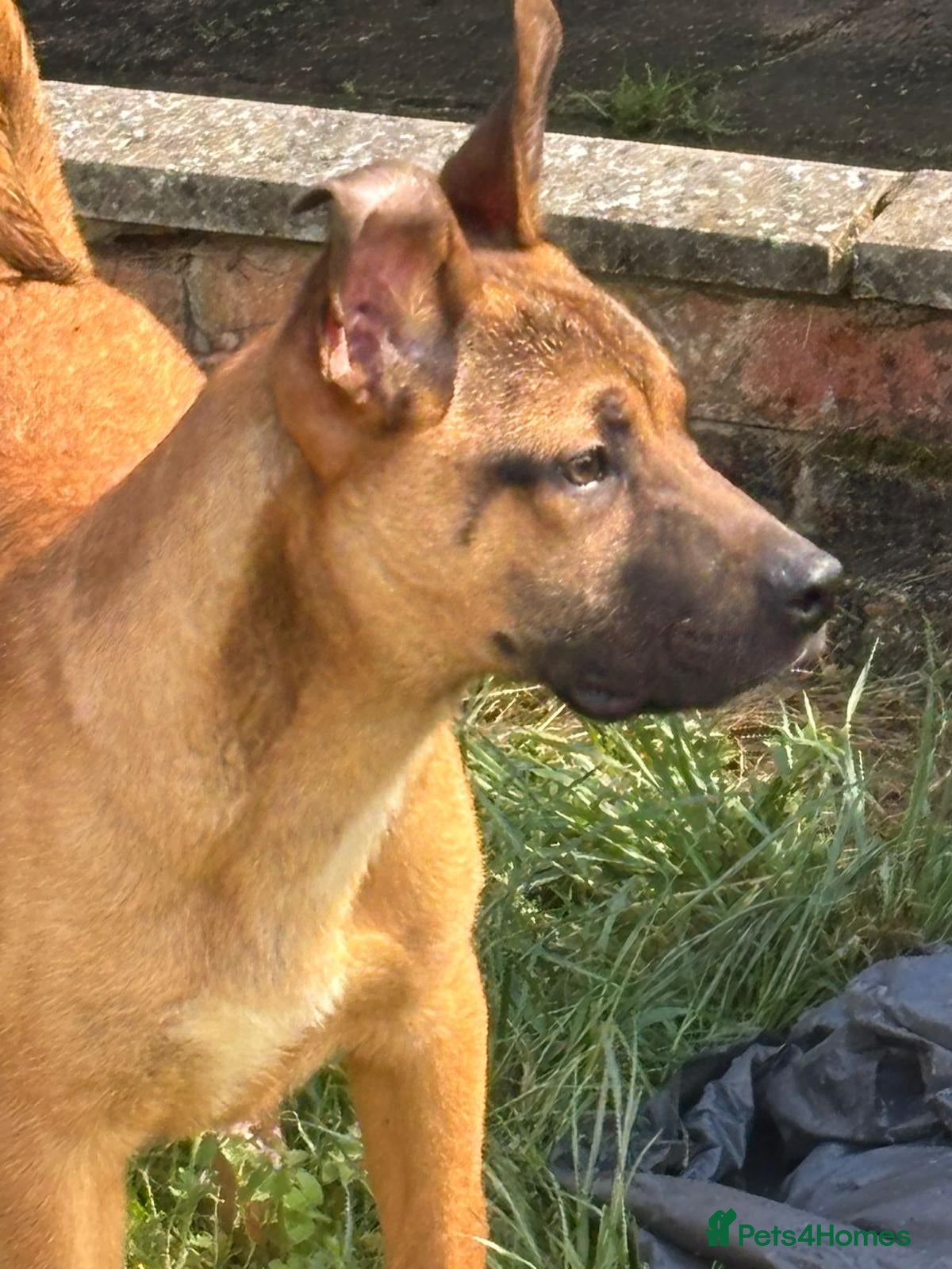 Mixed Breed dogs Adorable Bullmastiff x Malinois puppies!  - Advert 1