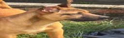 Mixed Breed dogs for sale: Adorable Bullmastiff x Malinois puppies!  in Kettering - Advert 1