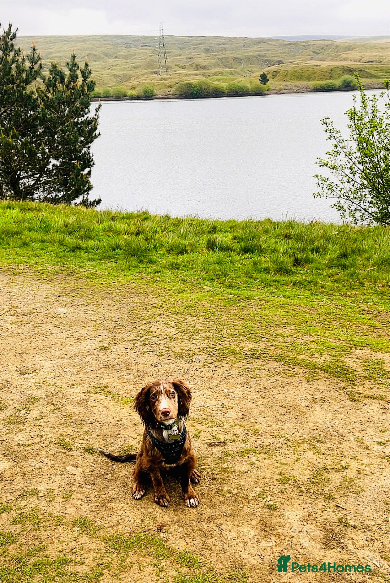 Cocker Spaniel dogs for sale: Merle working cocker spaniel puppy  in Burnley - Advert 5
